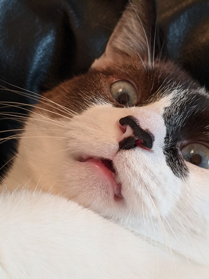 "How Dare You Touch My Paw"