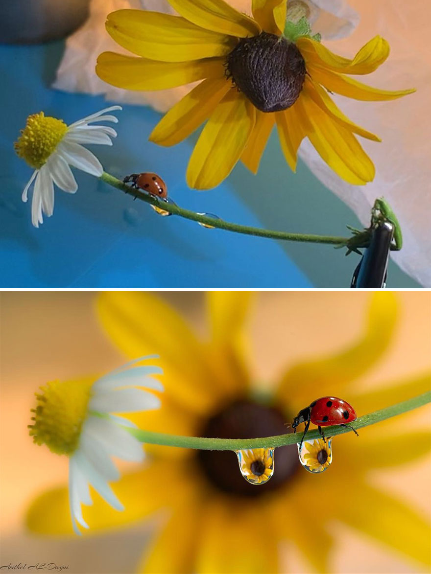 Photographer Makes Amazing Images Using Water Drops