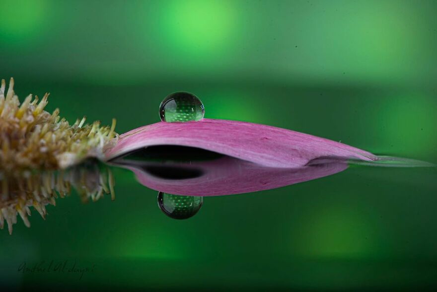 Photographer Makes Amazing Images Using Water Drops