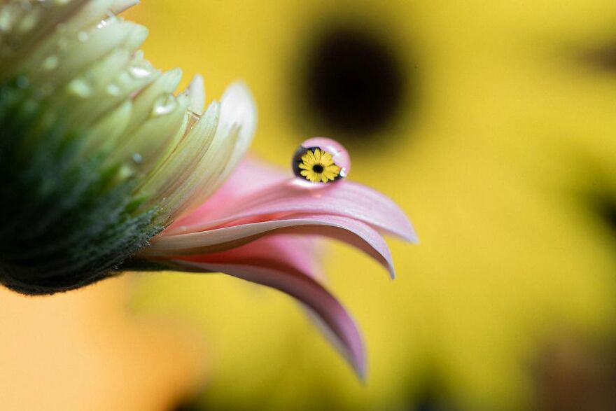 Photographer Makes Amazing Images Using Water Drops