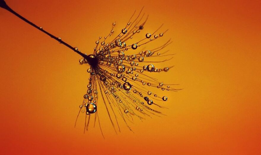 Photographer Makes Amazing Images Using Water Drops