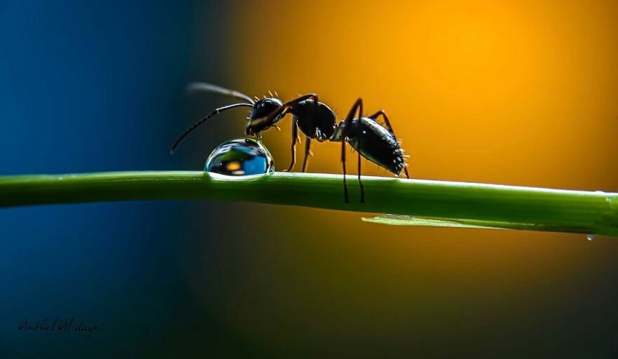 Photographer Makes Amazing Images Using Water Drops