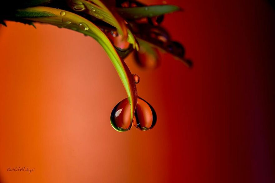Photographer Makes Amazing Images Using Water Drops