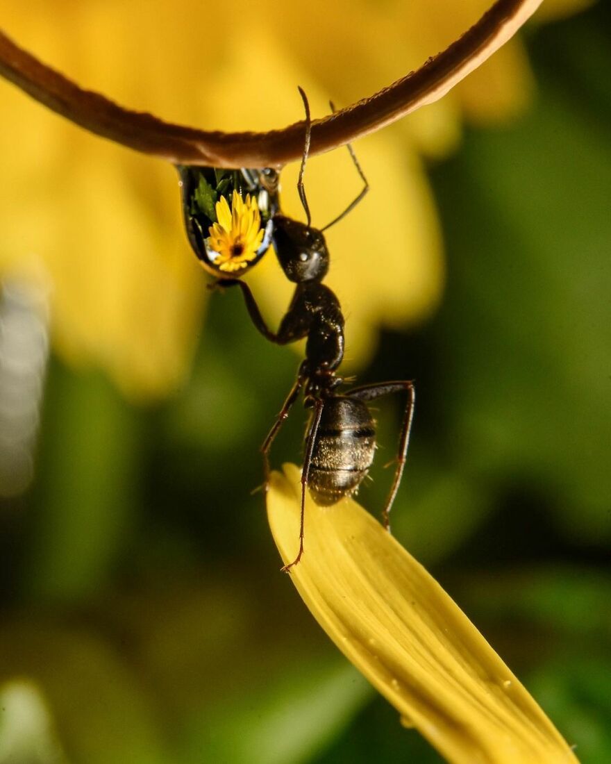 Photographer Makes Amazing Images Using Water Drops