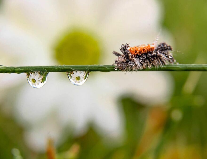 Photographer Makes Amazing Images Using Water Drops