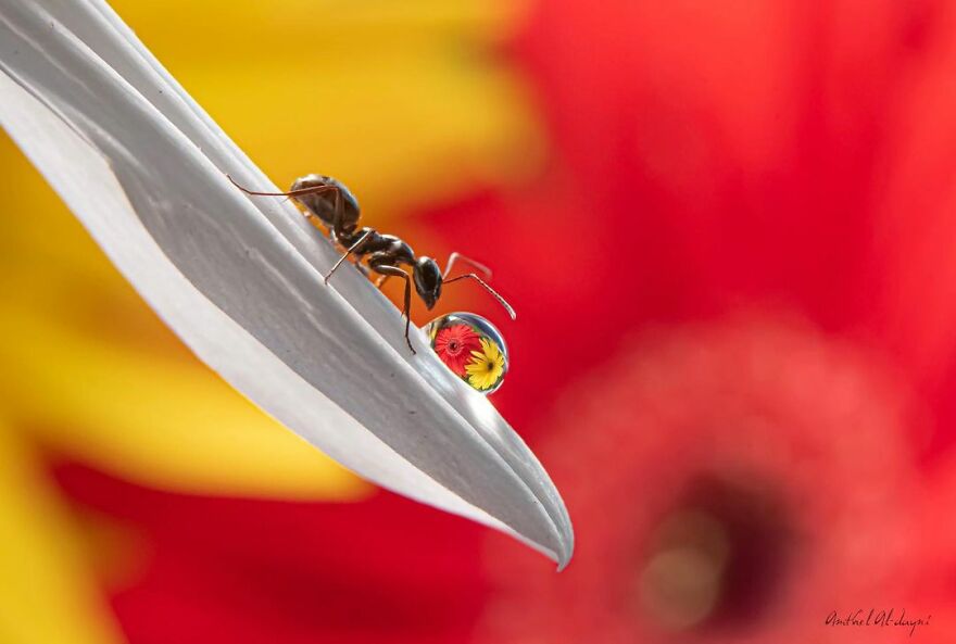 Photographer Makes Amazing Images Using Water Drops