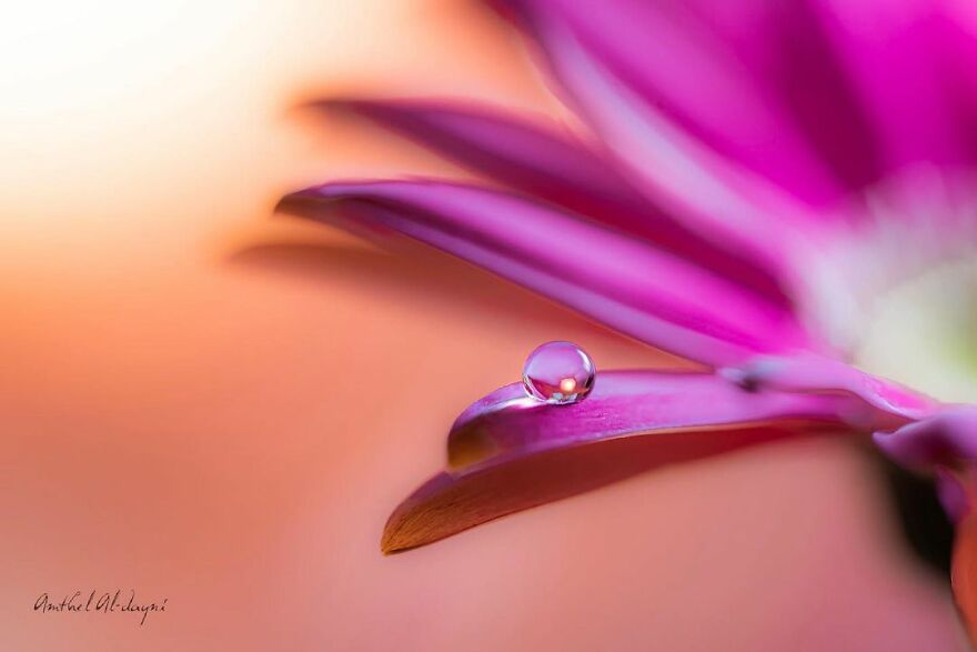 Photographer Makes Amazing Images Using Water Drops