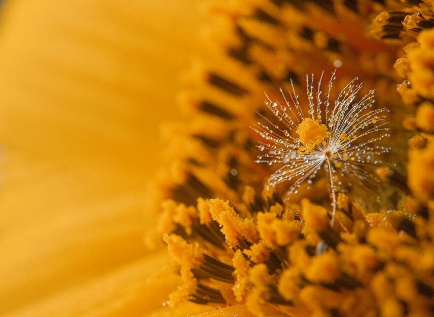 Photographer Makes Amazing Images Using Water Drops