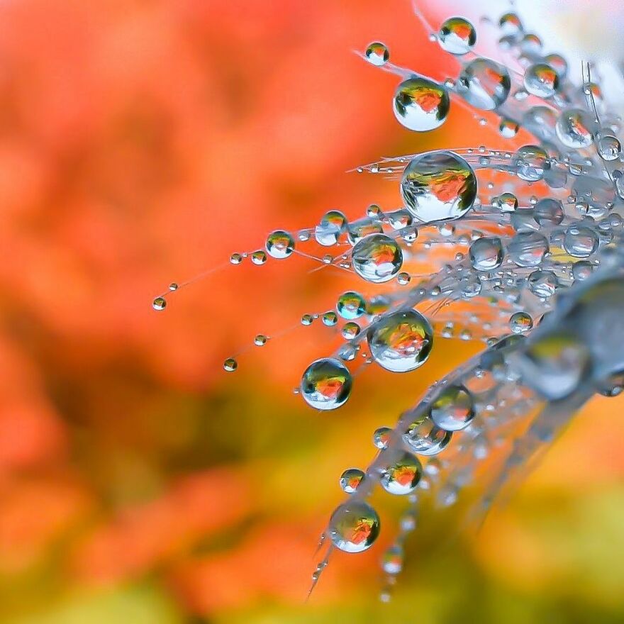 Photographer Makes Amazing Images Using Water Drops