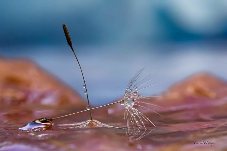 Photographer Makes Amazing Images Using Water Drops