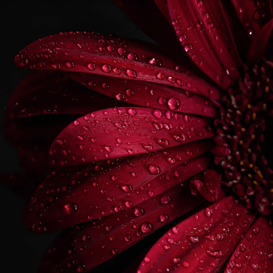 Photographer Makes Amazing Images Using Water Drops