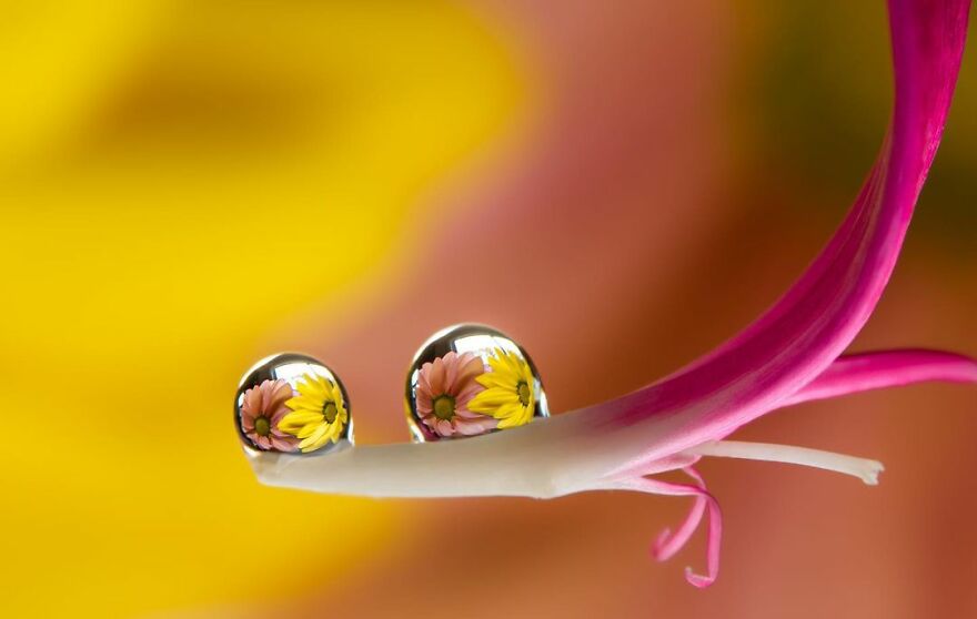Photographer Makes Amazing Images Using Water Drops
