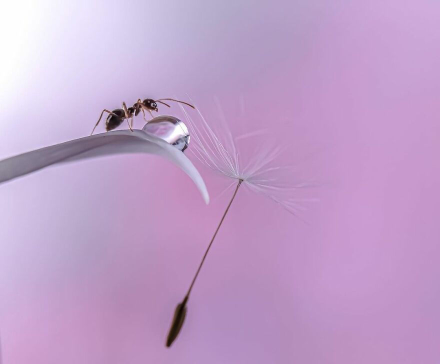 Photographer Makes Amazing Images Using Water Drops