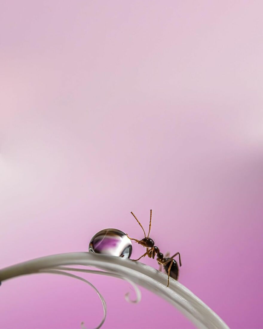 Photographer Makes Amazing Images Using Water Drops