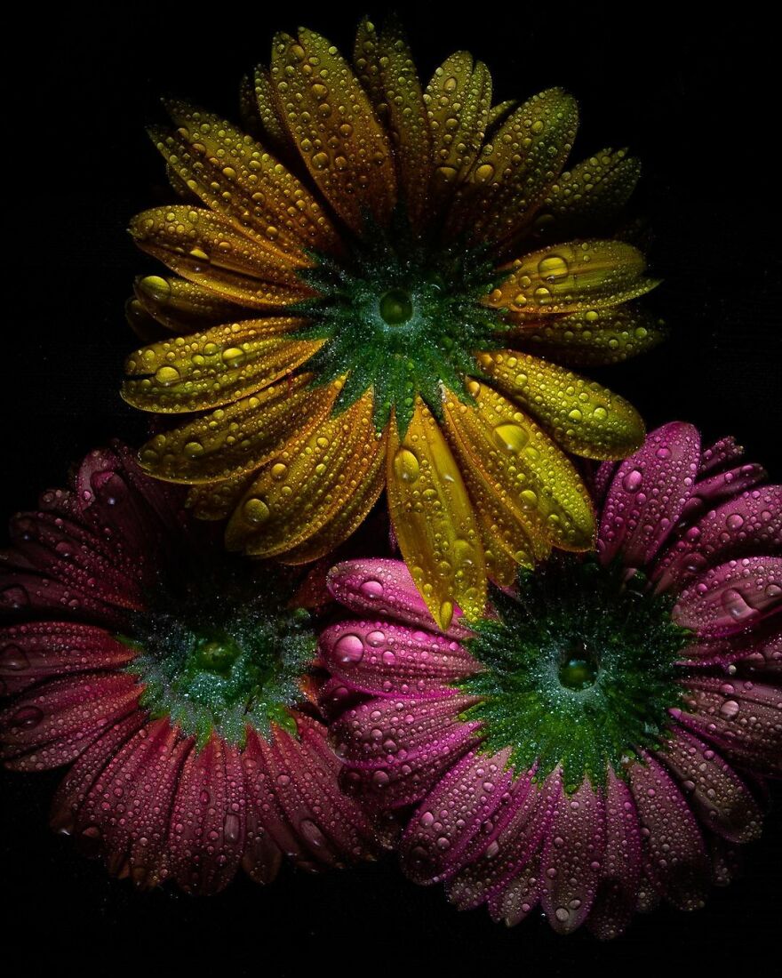 Photographer Makes Amazing Images Using Water Drops