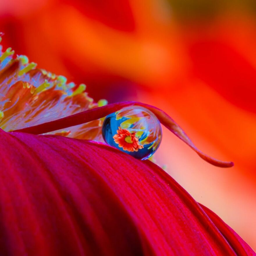Photographer Makes Amazing Images Using Water Drops