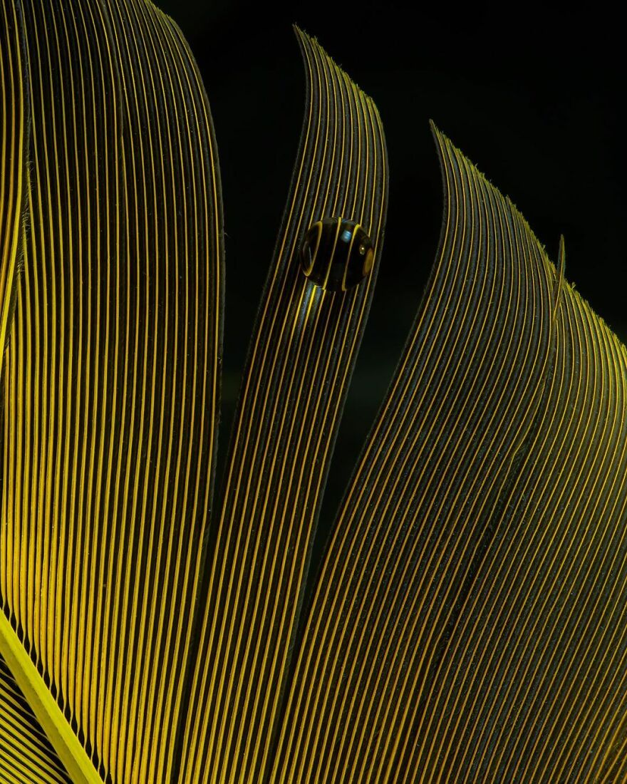 Photographer Makes Amazing Images Using Water Drops