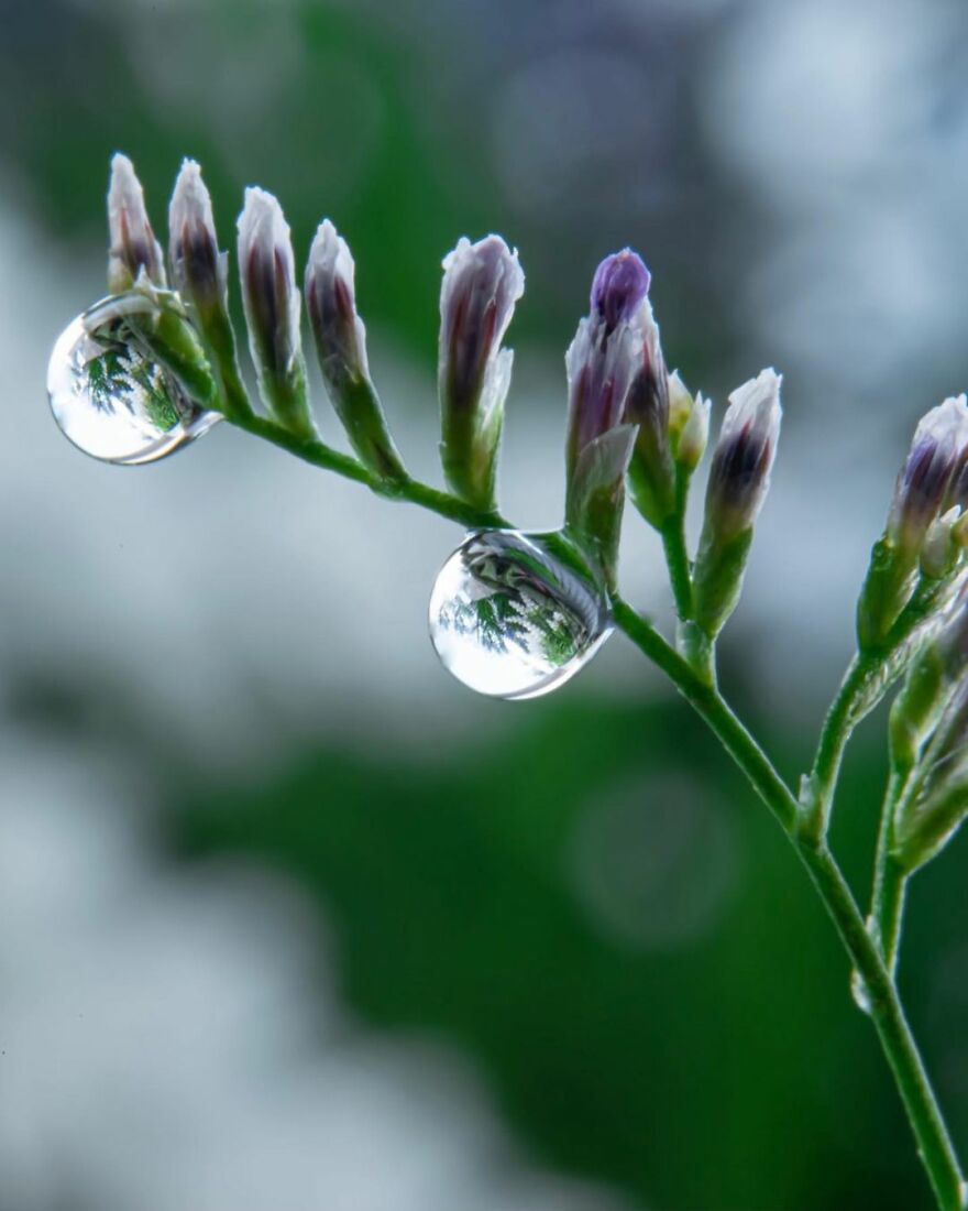 Photographer Makes Amazing Images Using Water Drops