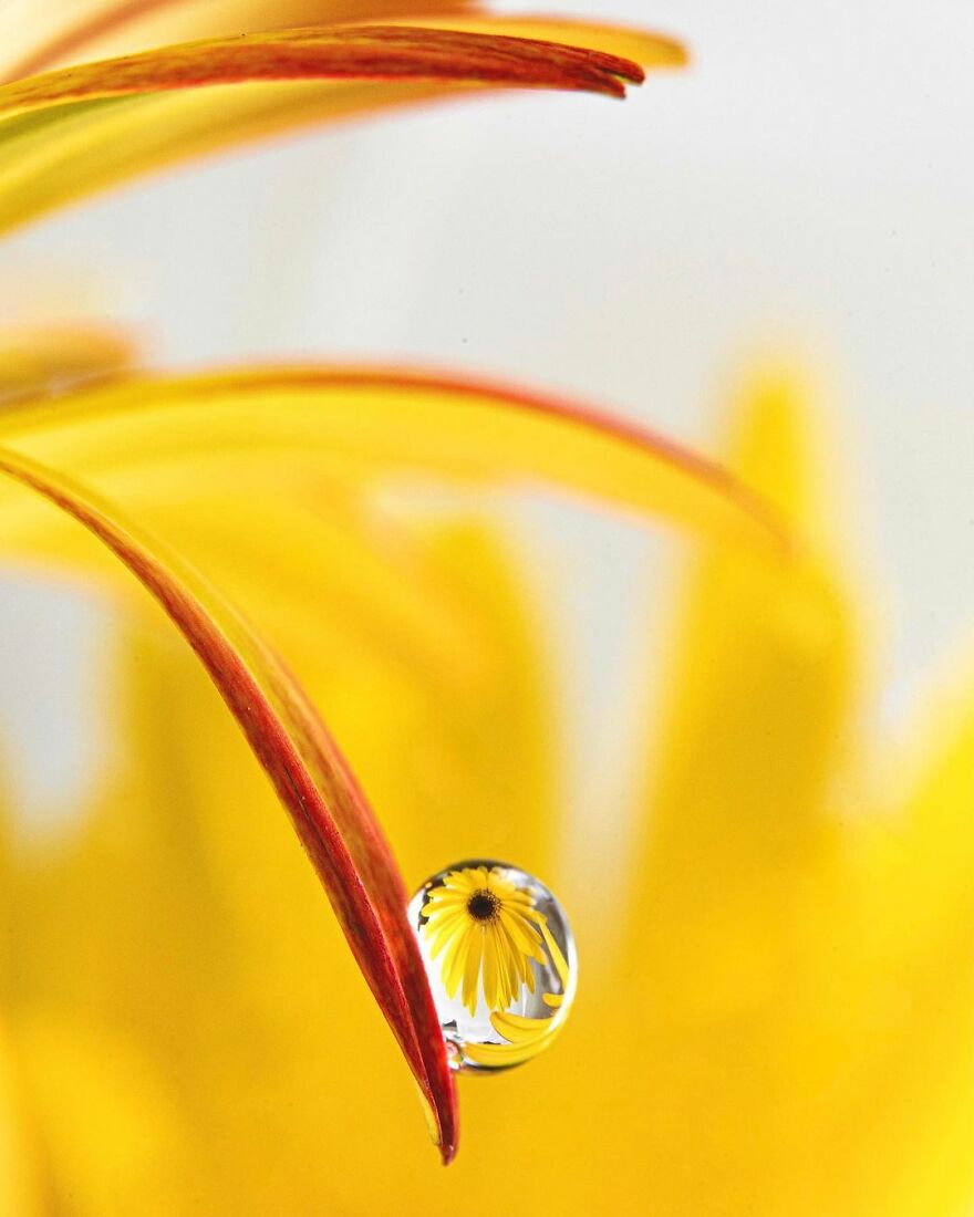 Photographer Makes Amazing Images Using Water Drops