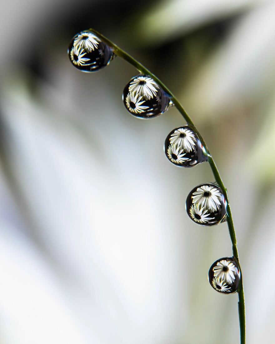 Photographer Makes Amazing Images Using Water Drops