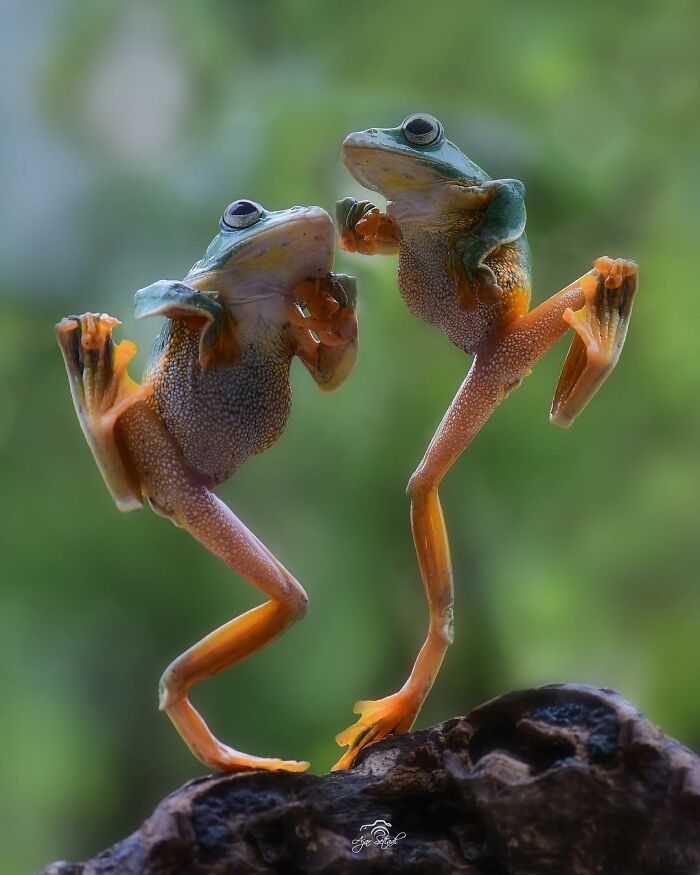 Two adorable frogs balancing on one leg each on a rock with a blurred green natural background.