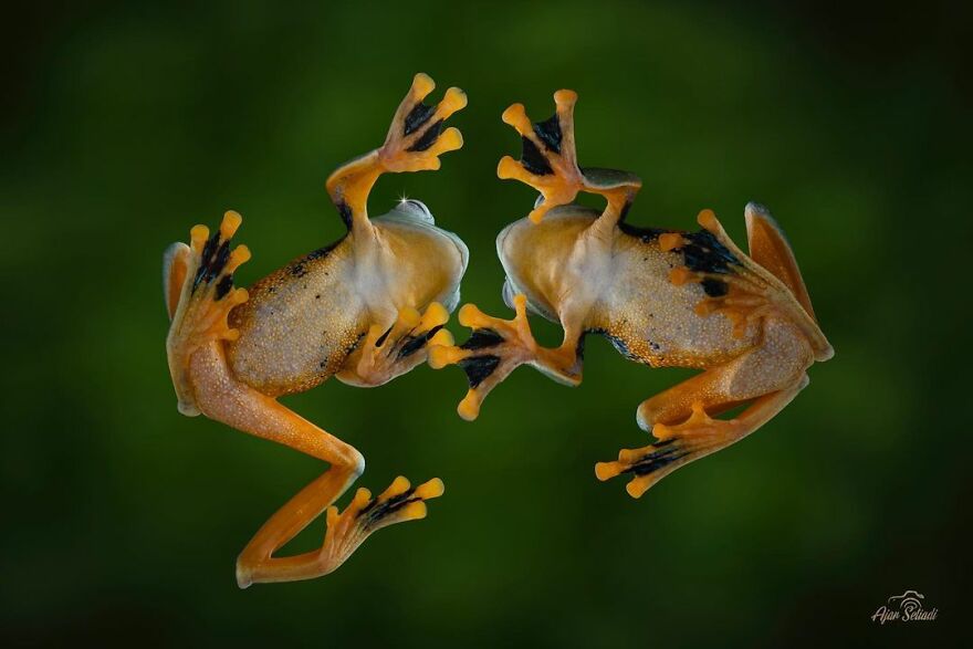 Photographer Takes Pictures Of Small Frogs Using Flowers As Umbrellas And Goes Viral