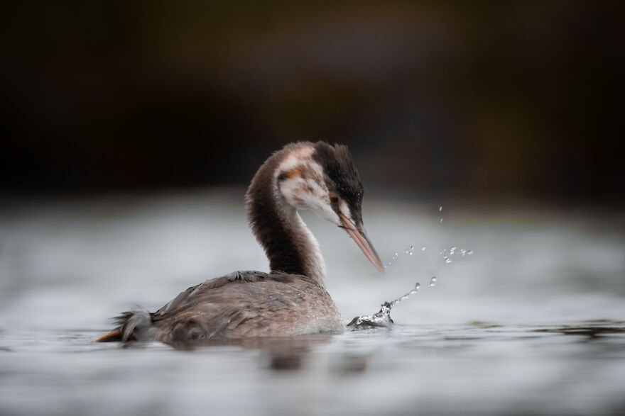 Belgian Photographer Captures 40 Perfectly Timed Animal Photos
