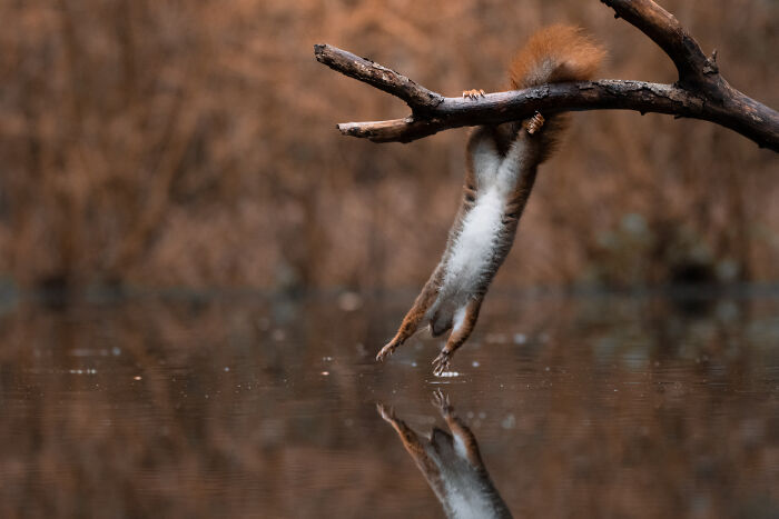 I’ve Spent 5 Years Capturing Perfectly Timed Action Shots Of Animals In Nature (35 Pics)