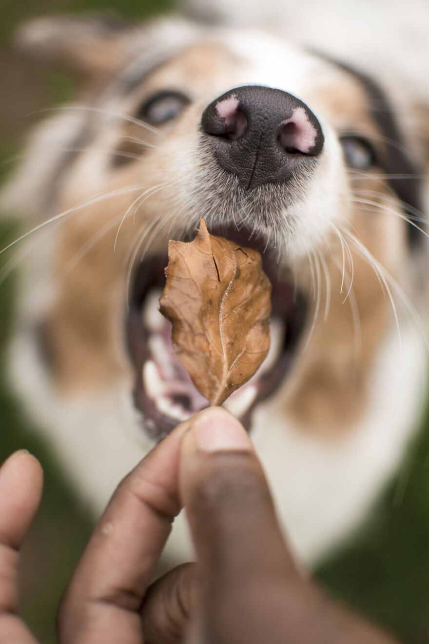 Belgian Photographer Captures 40 Perfectly Timed Animal Photos