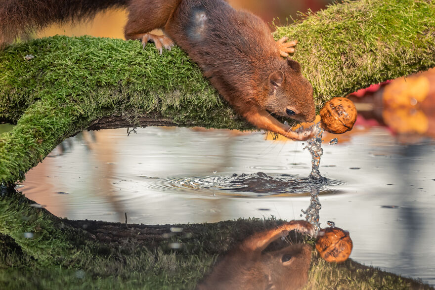 Belgian Photographer Captures 40 Perfectly Timed Animal Photos