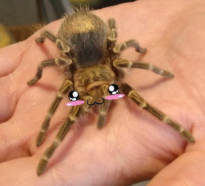 How To Cure Arachnophobia