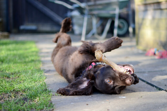 Someone Broke The Puppy