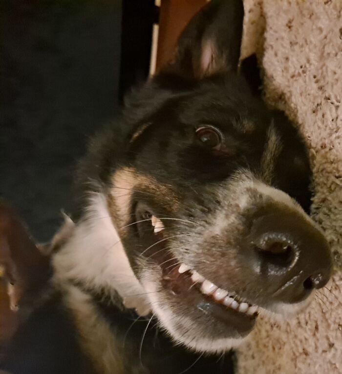 He Looks Like He's Smiling