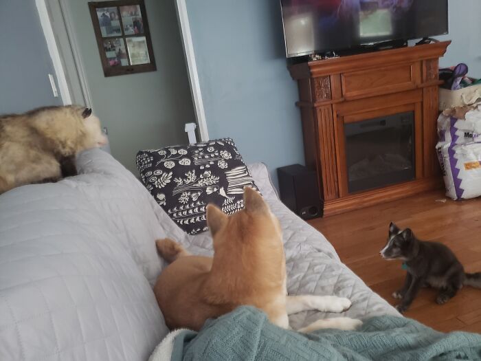 Meeting Of The Minds... Possum, Dog, Fox