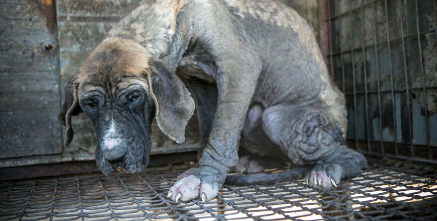 Dogs Experience Care And Love For The First Time After Being Saved From A Meat Farm