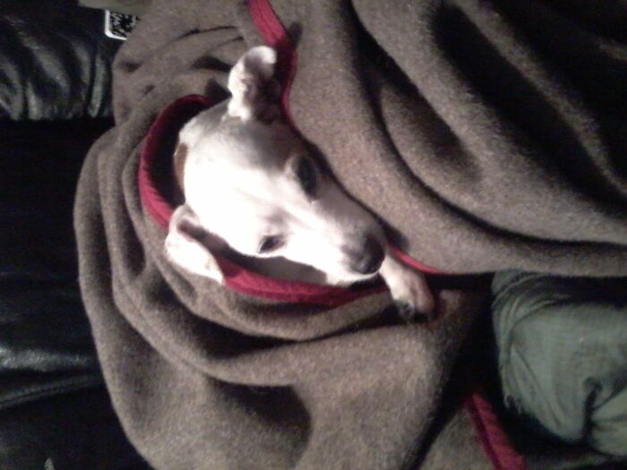 Twinkle, Jack Russell Girl, Aged 15 When She Went Over The Rainbow. We Had Her Since She Was 6 Wks. My Son Cried For A Week...i Miss Her, Too. She Loved Her Swiss Army Blanket!!!