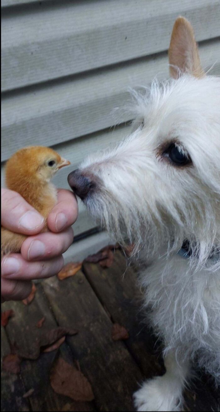 13 Year Old Cairn Terrier Murphy Meeting Our New Baby Chick Named Nugget