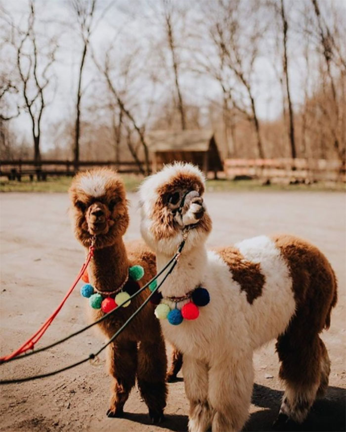 Just Two Floof Balls Wearing Floof Balls