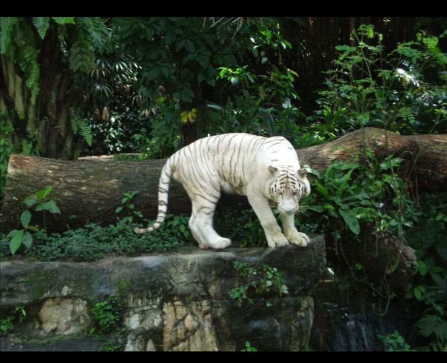 Singapore Zoo
