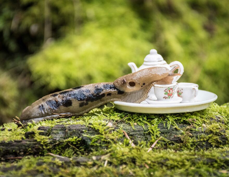 Sipping Tea With My Animal Friends - Part 2