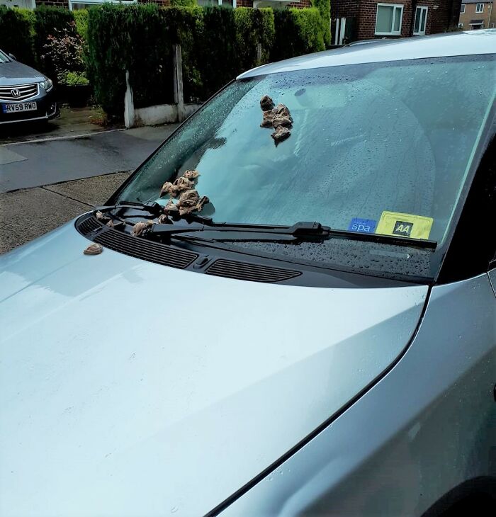 Teabagged Car (Not Mine) In Manchester UK. Apparently, This Happens. Not Sure How This Impacts The Car Or The Owner, But From What My Brit Friends Told Me Someone Didn't Where/How The Car Is Parked.