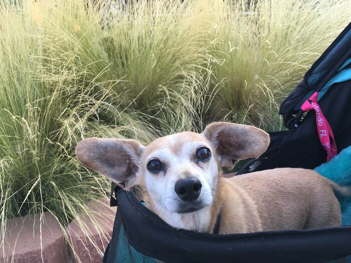 Spike, My Terrifying Chiweenie, In His Chariot!