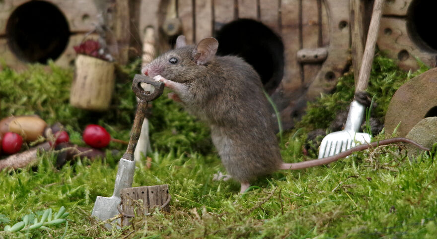 This Little Mouse Is Looking A Little Tired After Helping Me Dig Over The Veg Patch