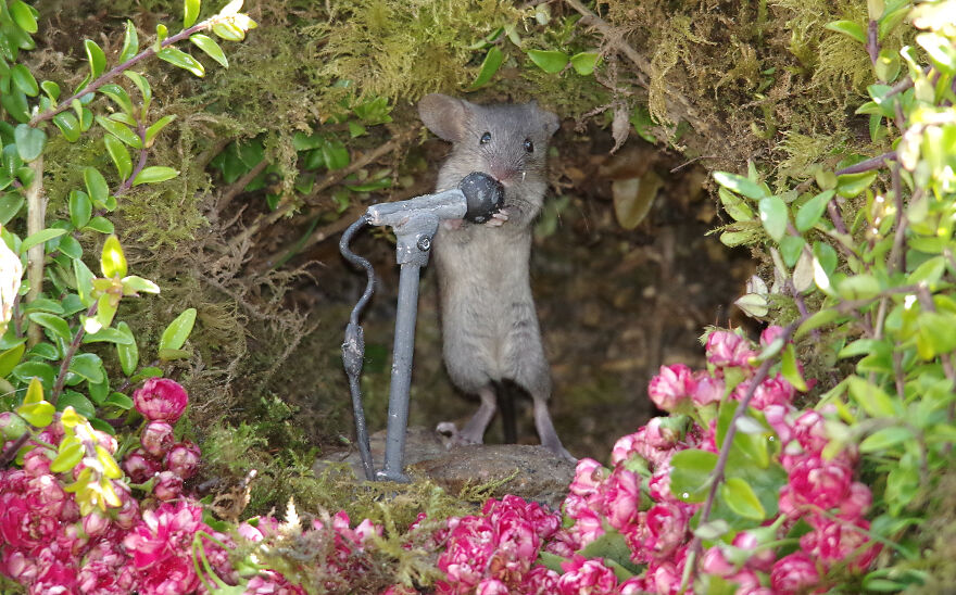 I Got The Mice A Microphone. Not My Best Idea As They Sing Day And Night And Mice Are Not The Best Singers