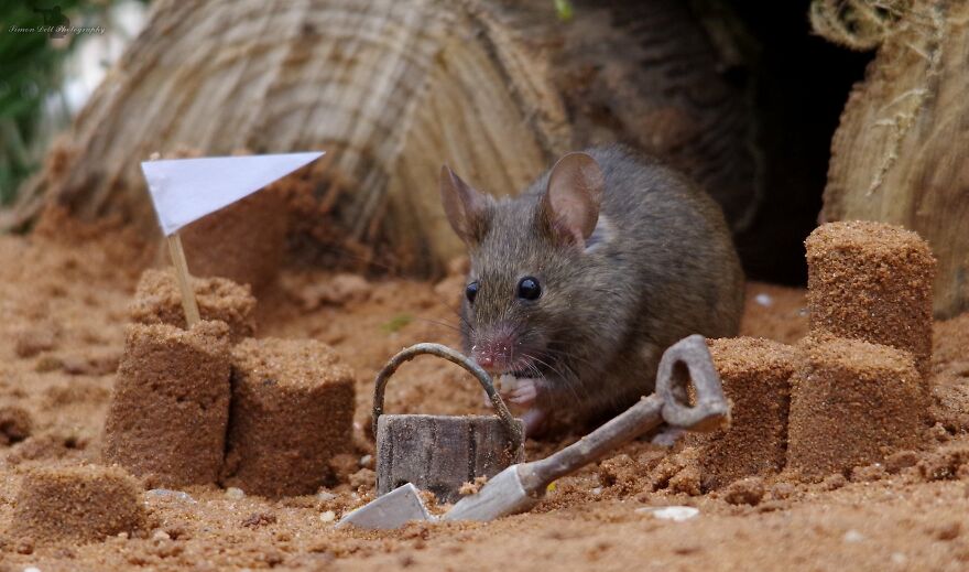 Little Mouse Having Fun At The Beach