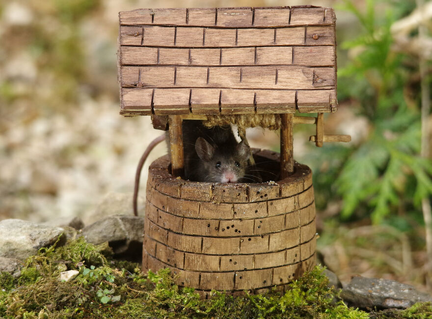 Little Mouse Thinks The Only Way To Get A Drink Is Go Down The Well In The Bucket
