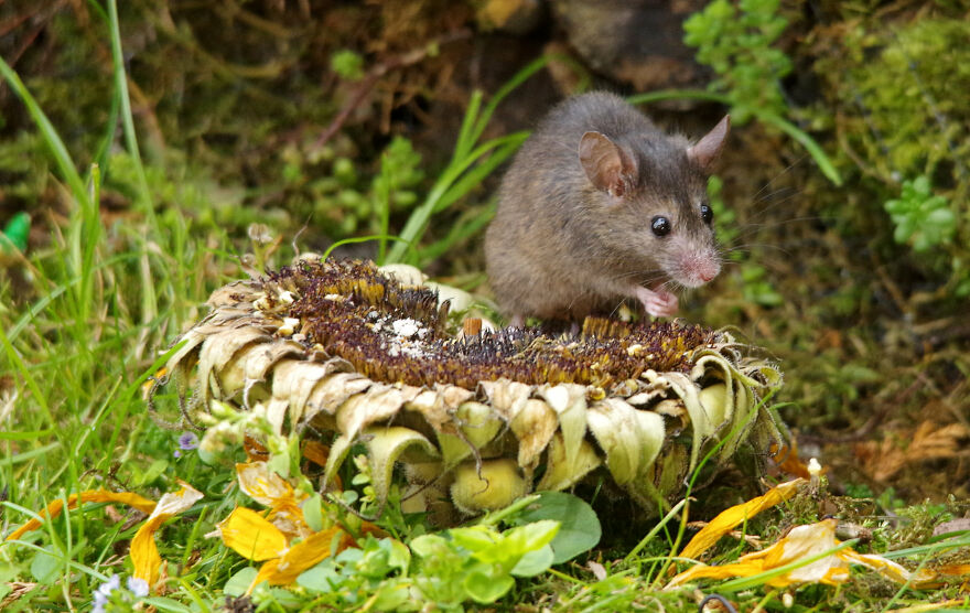 "Sunflowers? What Sunflowers ? No, Sorry, I Have Not Seen Them"