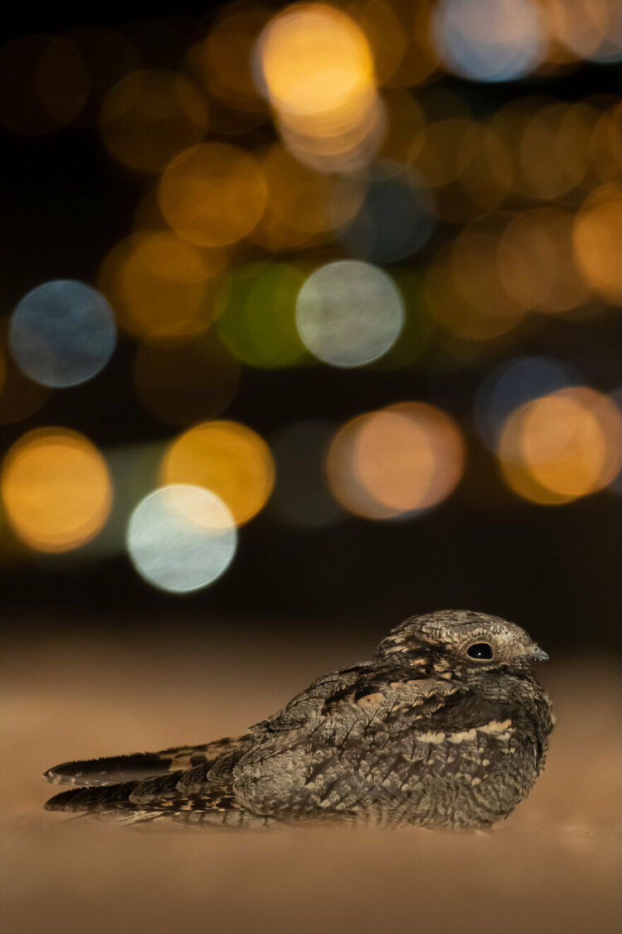 14-17 Years: 'The Nightjar' By Daniel Martínez (Silver)