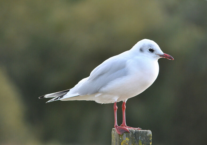 8 And Under: 'Seagull Perching' By Flynn Thaitanunde-Lobb (Bronze)