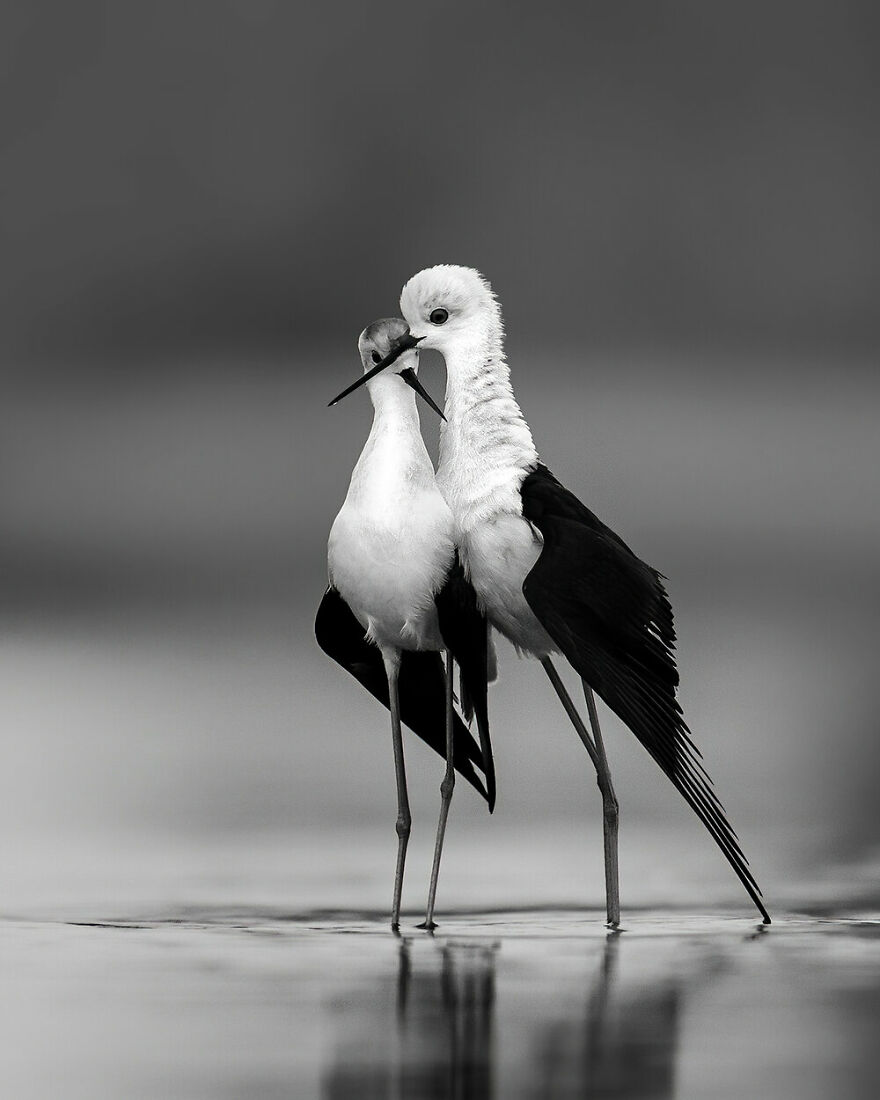 Highly Commended: Akhil Vinayak Balachandra Menon - The Spirit Of Love (Black And White)